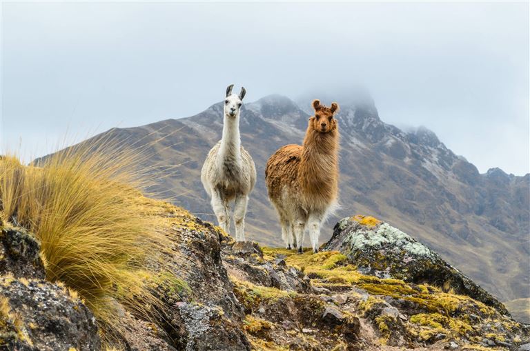 Höhepunkte Andenländer: Von Peru bis Ecuador ©Danica Chang /adobestock